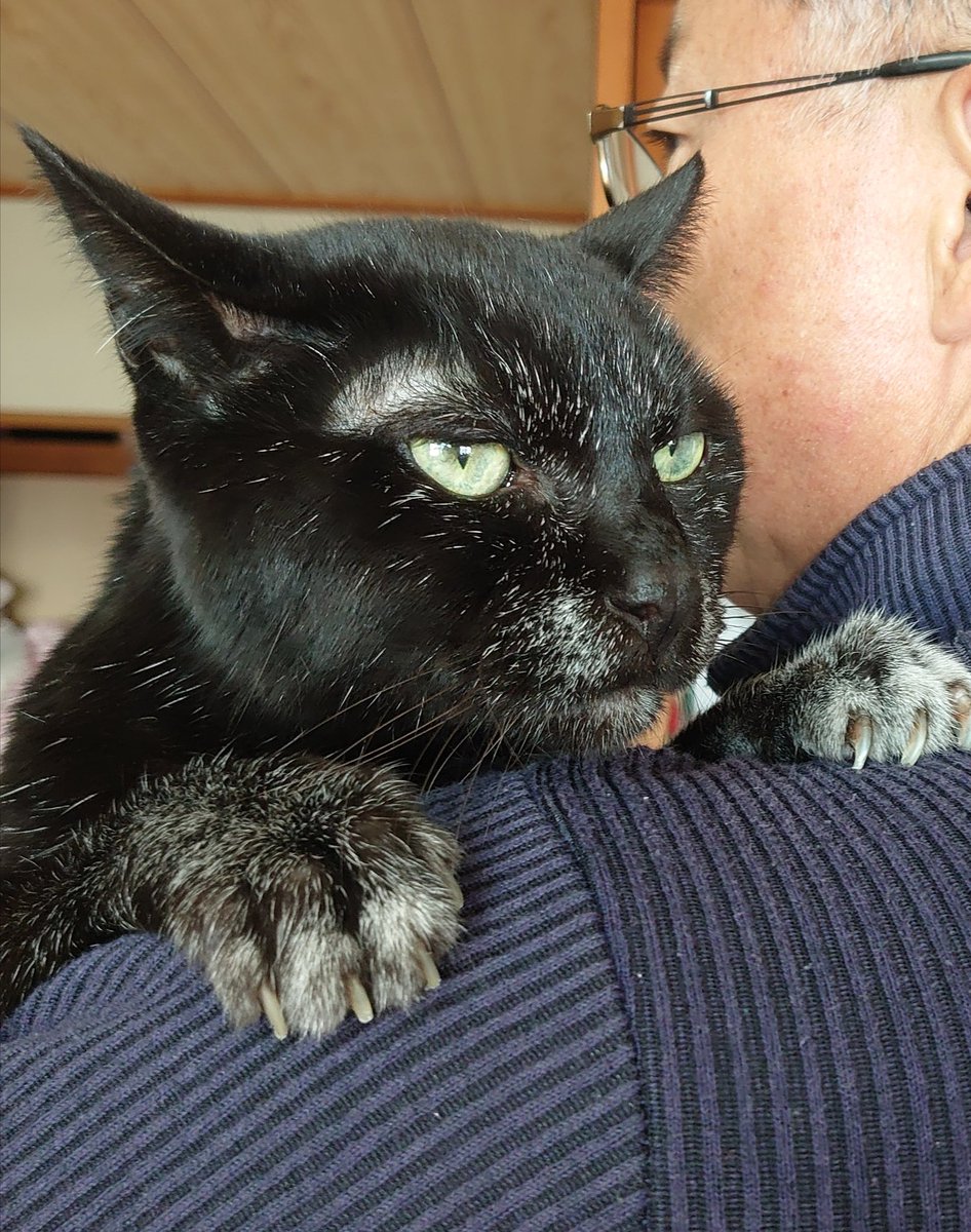 neko_ronko's tweet photo. お父さん大好き

#黒猫 https://t.co/UE5hXwdInE