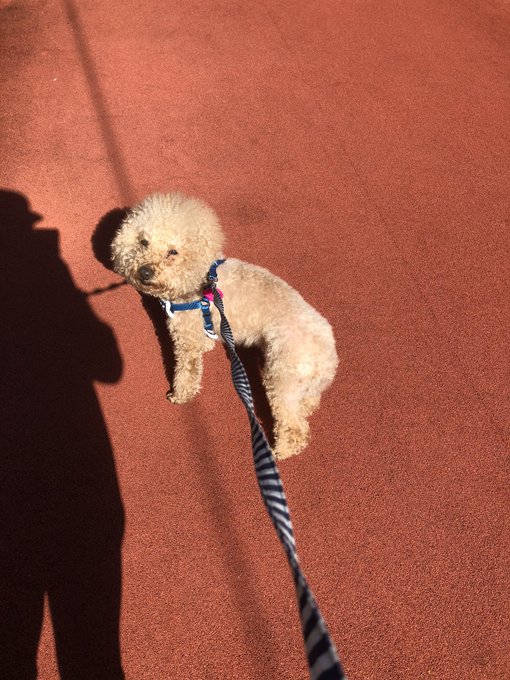 あ、今日も、もちろんお散歩したよぉ🚶&zwj;♂️🐶 トリミング予約しよーっと。 https://t.co/fb6X1jnO4D<a href="/tag/ps4share"class="tags"><span>#ps4share</span></a>