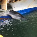 クジラがフェリーに座礁？滅多にない出来事が起こった!