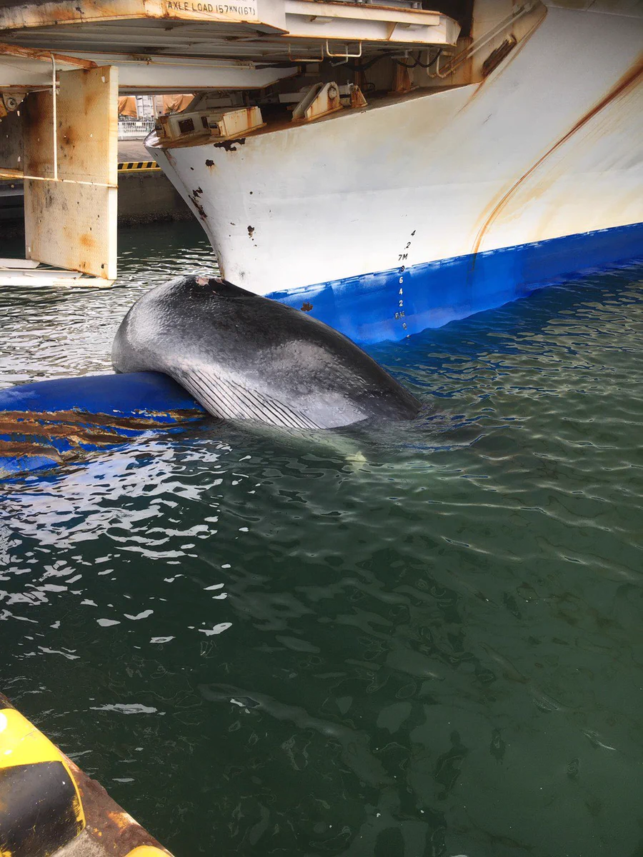 クジラがフェリーに座礁？滅多にない出来事が起こった！