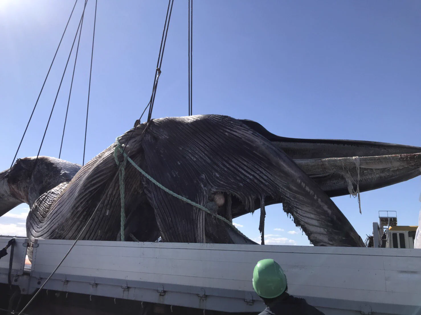 クジラがフェリーに座礁？滅多にない出来事が起こった！