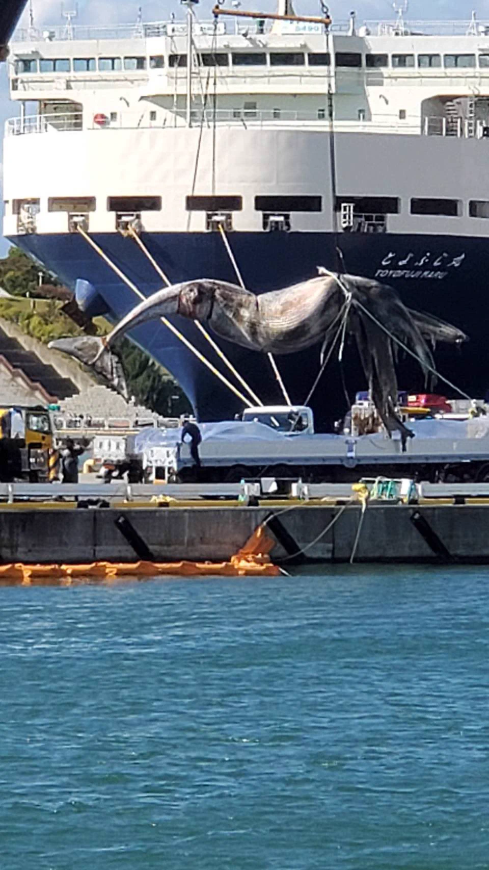 クジラがフェリーに座礁？滅多にない出来事が起こった！