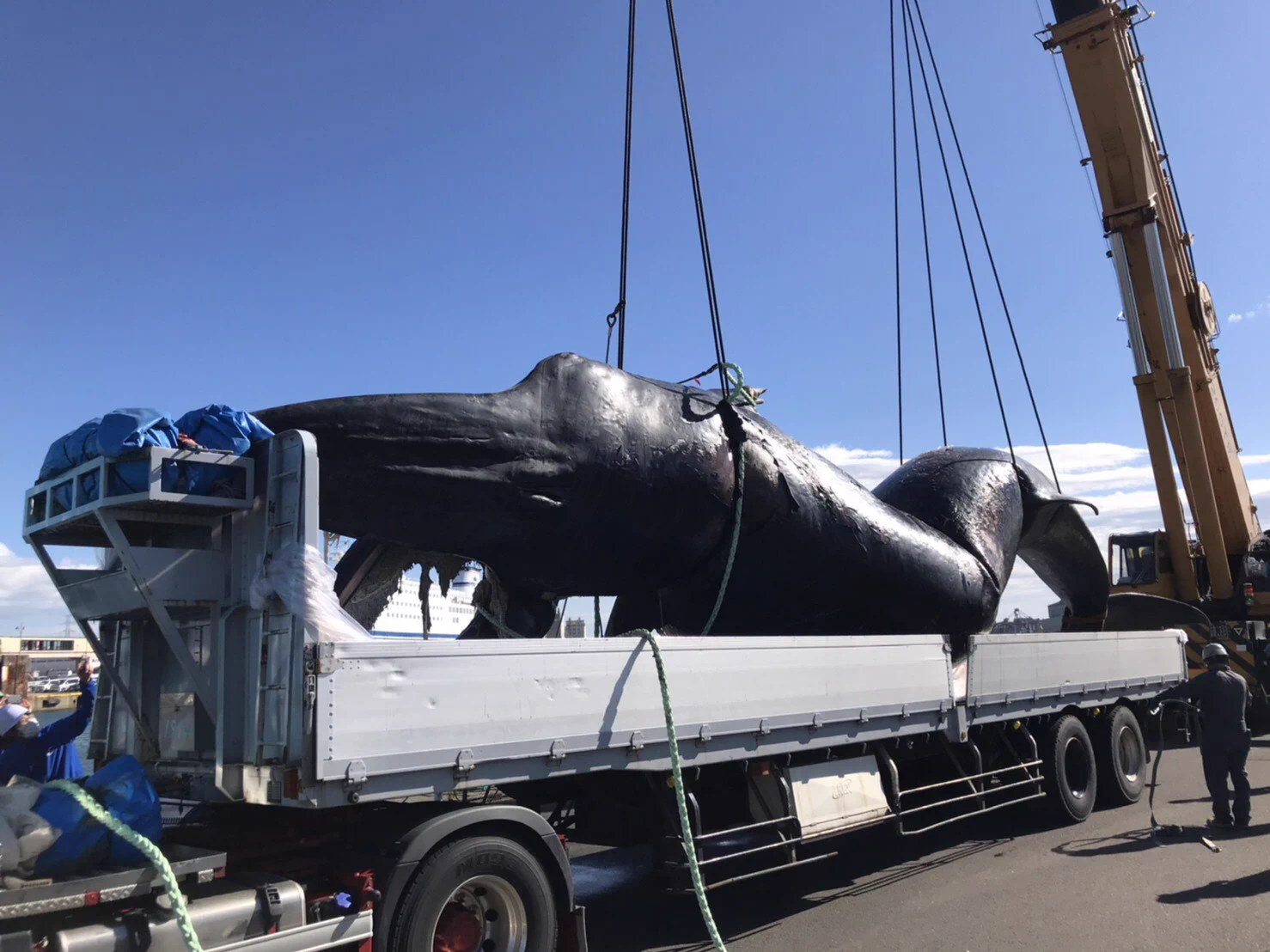 クジラがフェリーに座礁？滅多にない出来事が起こった！