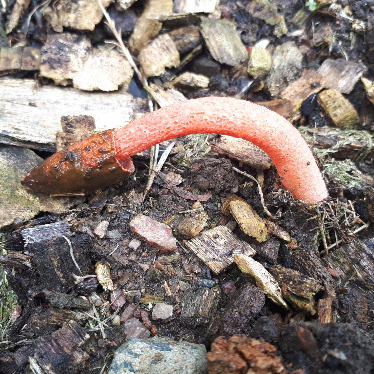 Natalie Freeman tweet media