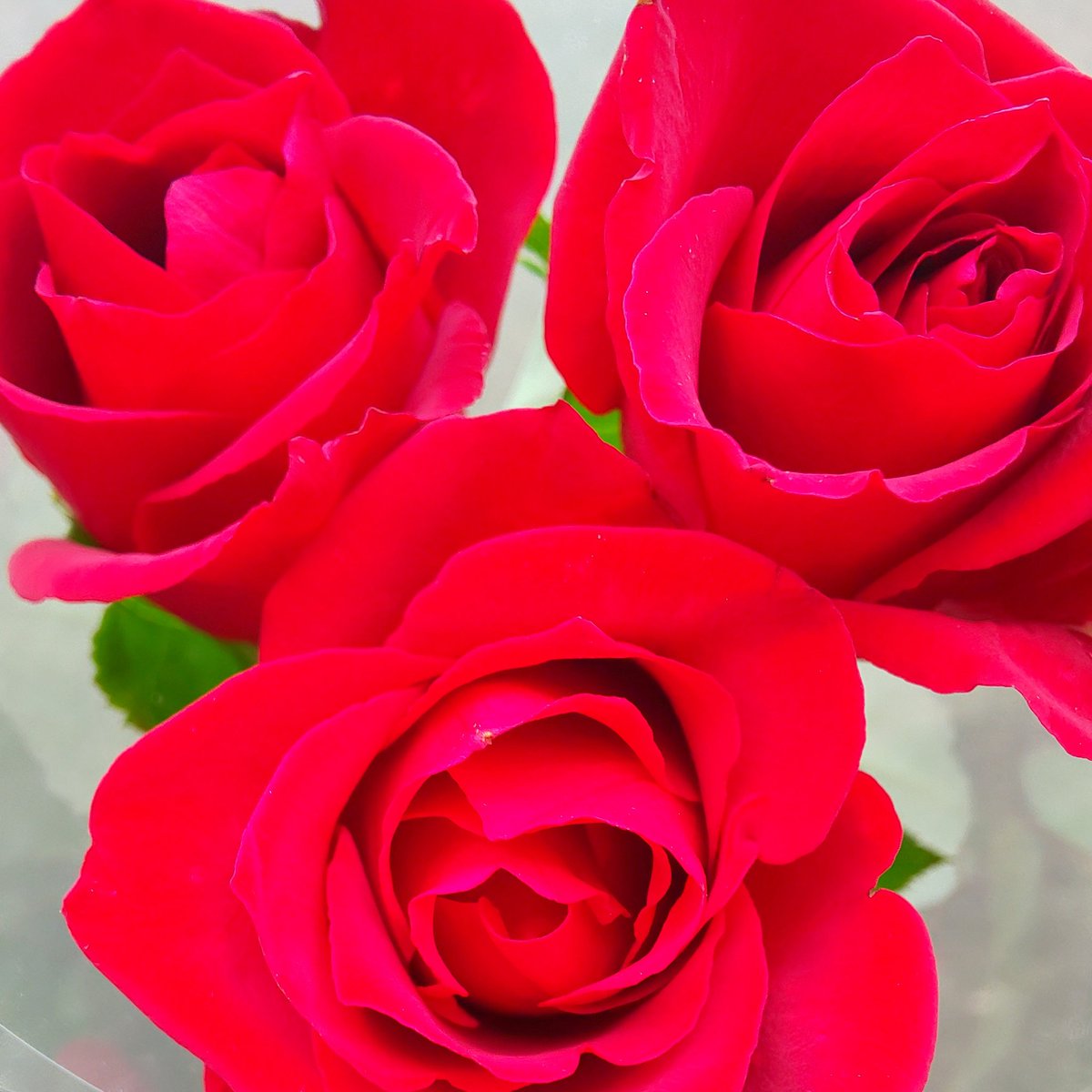 薔薇の騎士連隊