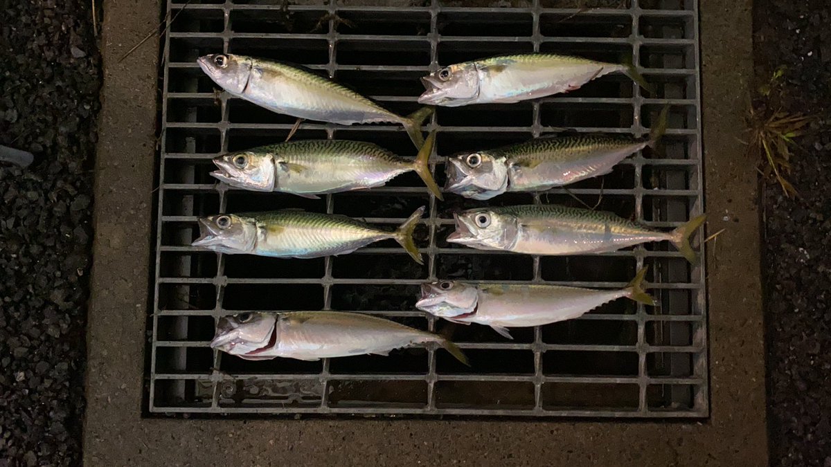 お魚ちゃんねるエイジ サバとアジが爆釣したのは ここだけの秘密にしておこう サバ サビキ釣り 東京湾奥 お魚ちゃんねるエイジ お魚ちゃんねるエイジ サバとアジが爆釣したのは ここだけの秘密にしておこう サバ サビキ釣り 東京湾奥 お魚ちゃんねるエイジ