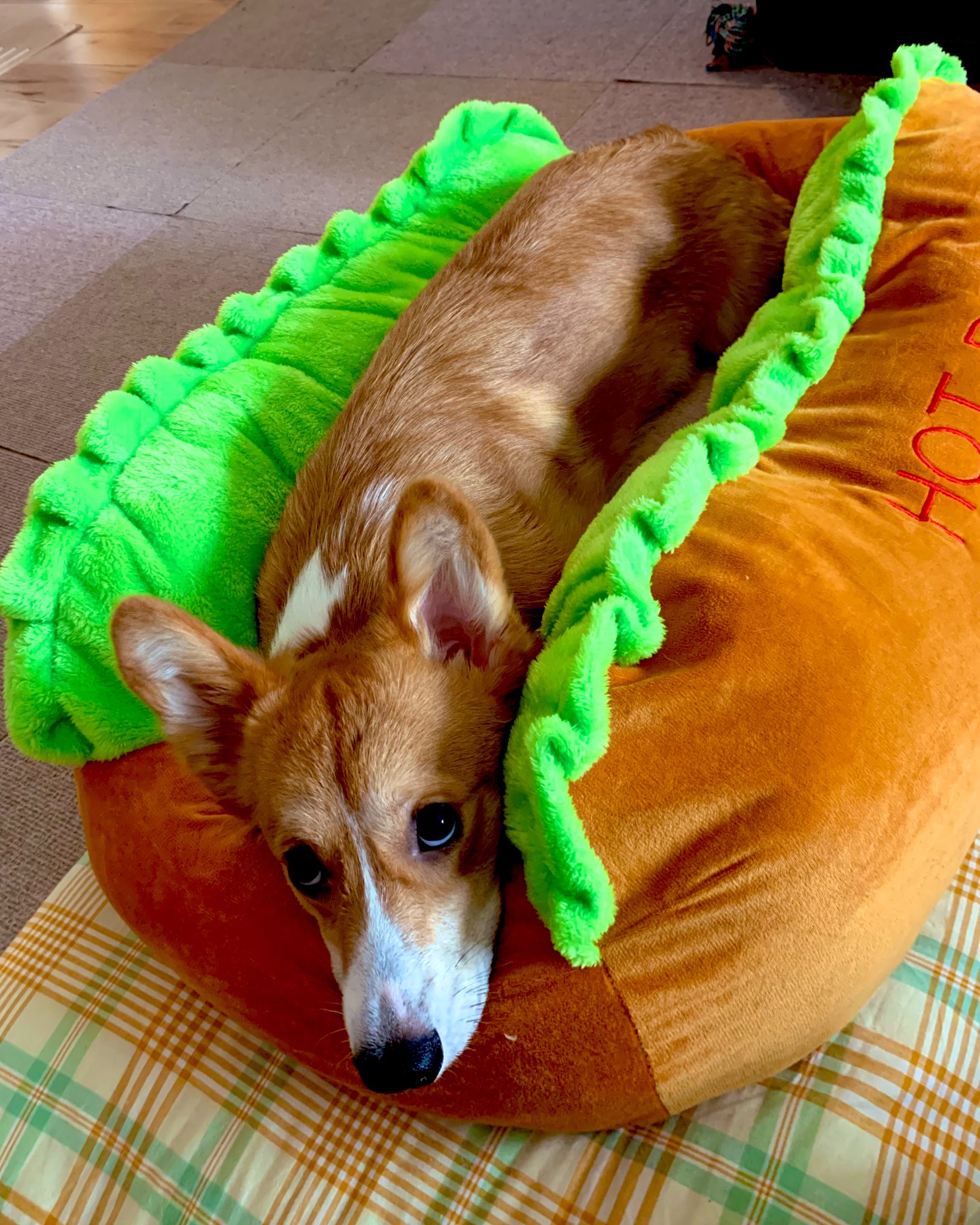 犬が最高に空気読んだ結果 ホットドッグが完成 話題の画像プラス