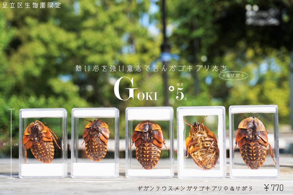 足立区生物園 Pa Twitter オリジナル新商品 ゴキブリのぬけがら ヘビ サソリの次はなんと ゴキブリ の抜け殻を販売します 生物園のスタッフが愛情たっぷり注いで飼育しているゴキブリたちの抜け殻ですのでご安心ください まずは ギガンテウスメンガタゴキブリ 足立区生物園 Pa Twitter オリジナル新商品 ゴキブリのぬけがら ヘビ サソリの次はなんと ゴキブリ の抜け殻を販売します 生物園のスタッフが愛情たっぷり注いで飼育しているゴキブリたちの抜け殻ですのでご安心ください まずは ギガンテウスメンガタゴキブリ