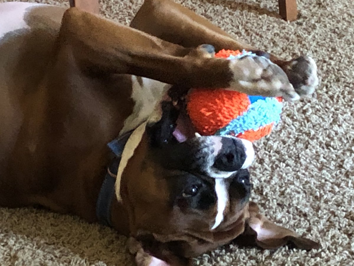 Sunday_D_Henry's tweet photo. @Snoopy I agree. My dog is the best! https://t.co/2s7hIOh4gb