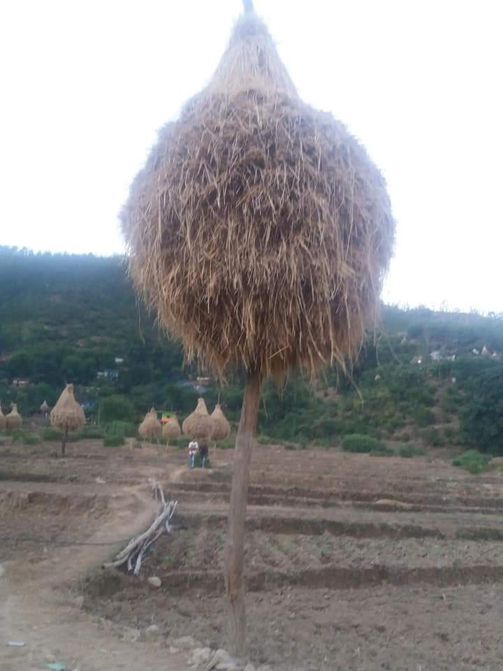 DharamUprety's tweet image. #Localtechnology in storing #paddystraw in #Sudurpashim hill region. Paddy straw is used for feeding livestock during winter in #Dadeldhura. @ColinMcQuistan