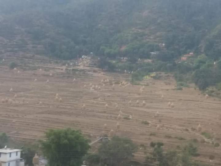 DharamUprety's tweet image. #Localtechnology in storing #paddystraw in #Sudurpashim hill region. Paddy straw is used for feeding livestock during winter in #Dadeldhura. @ColinMcQuistan