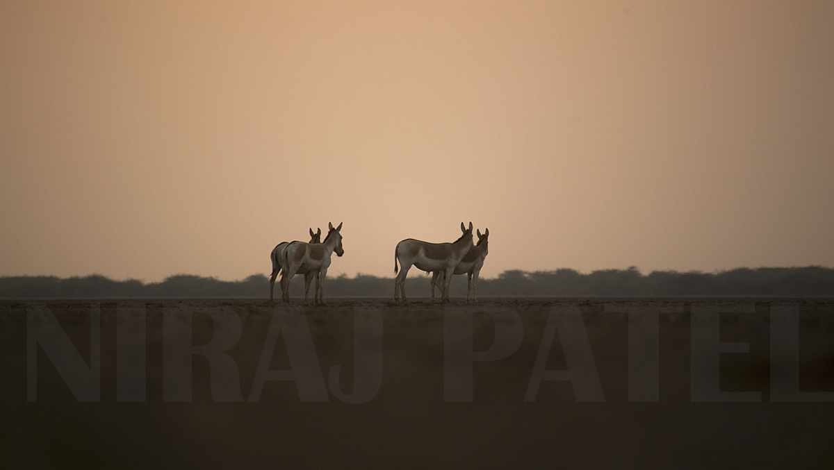 np_photographer's tweet photo. Indian Wild ass https://t.co/B71p6ICIwo LRK #wildasssanctuary #indianwildass #lrk #littlerannofkutch #wildlifegujarat #khur #gudkhar #wildlifephotography #sanctuaryofgujarat #sunset https://t.co/SphG4FVel2