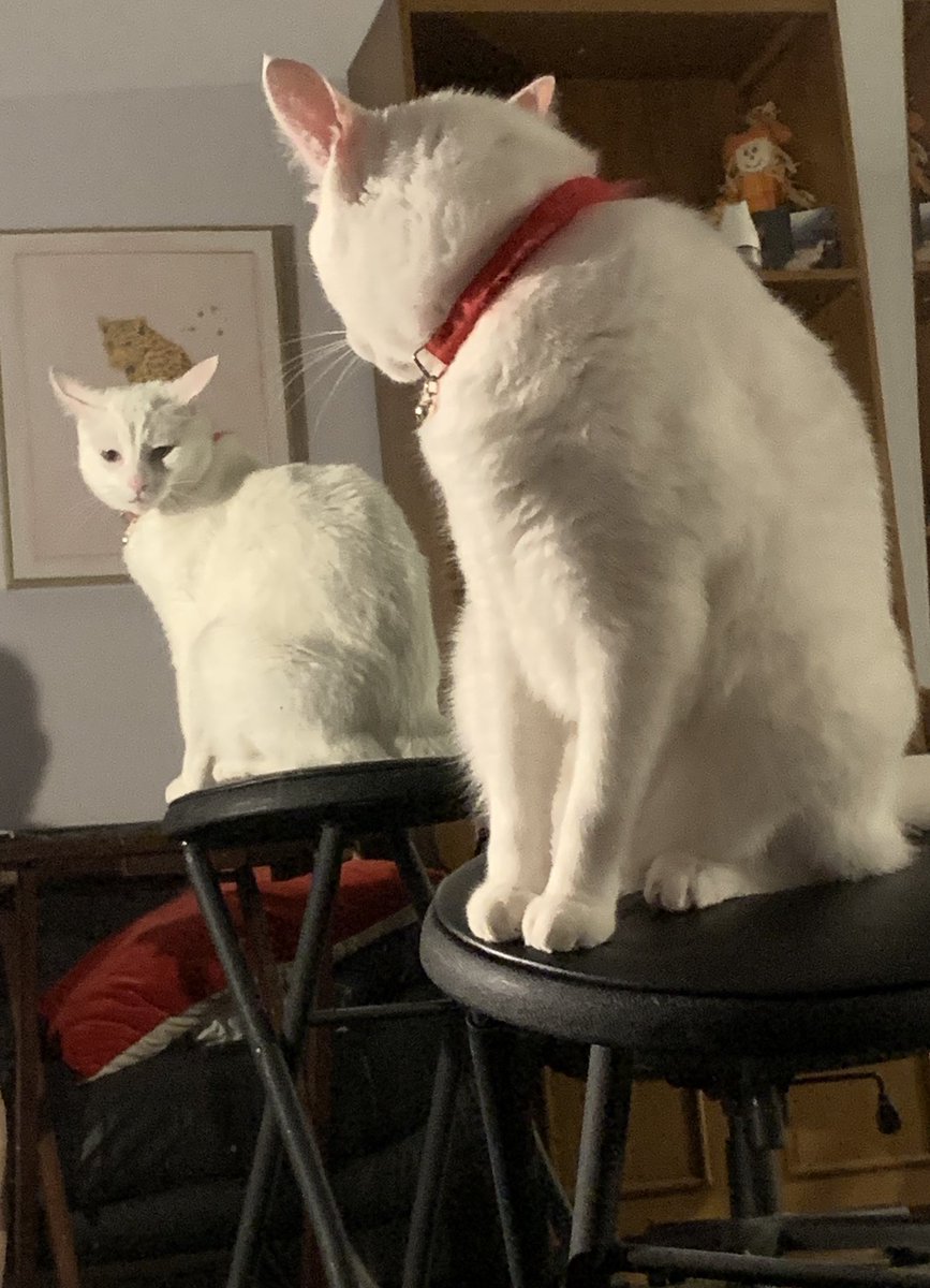 Sberryshaz's tweet photo. Dave cat #Davecat 🎩♥️ https://t.co/M3dEioOZZW