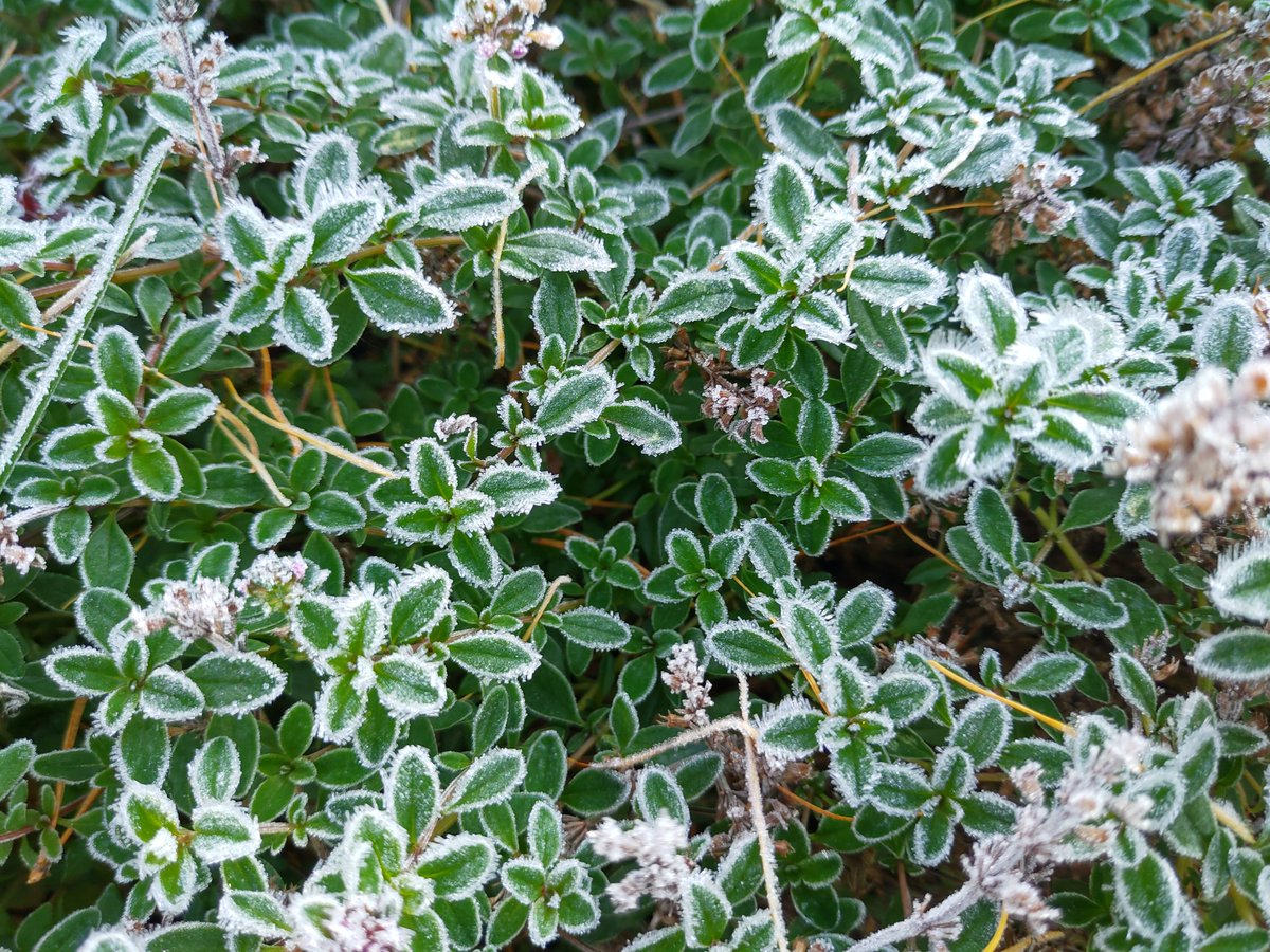 RiittaHyppanen's tweet photo. Tapahtumarikkaan työviikon jälkeen tänään vuorossa ulkona olemista 🌲🍁🌤️. Kiitos kaikille kohtaamisille 💛. #etänäjasamallaläsnä
#esimiesvalmennus #osaamiskeskustelut #yhtämatkaa #KAShenry #Henry30 #KaakkoON #howspace https://t.co/lNS5rEkEbC