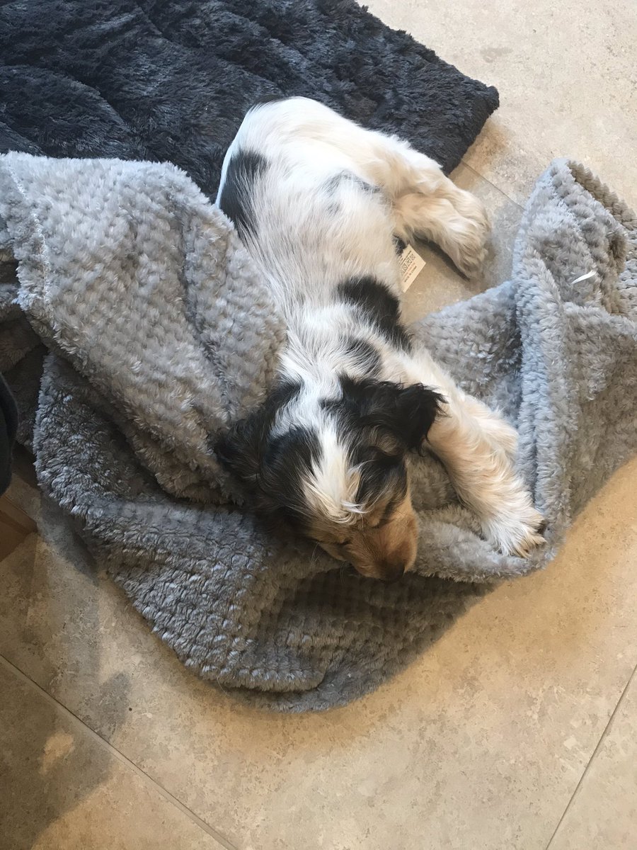matthewcloseSHS's tweet photo. @Andy__Buck @Andy__Buck the Close household did the same a few weeks ago and look what happened! Back to sleepless nights! #firstfamilydog https://t.co/9l8mGk72cM