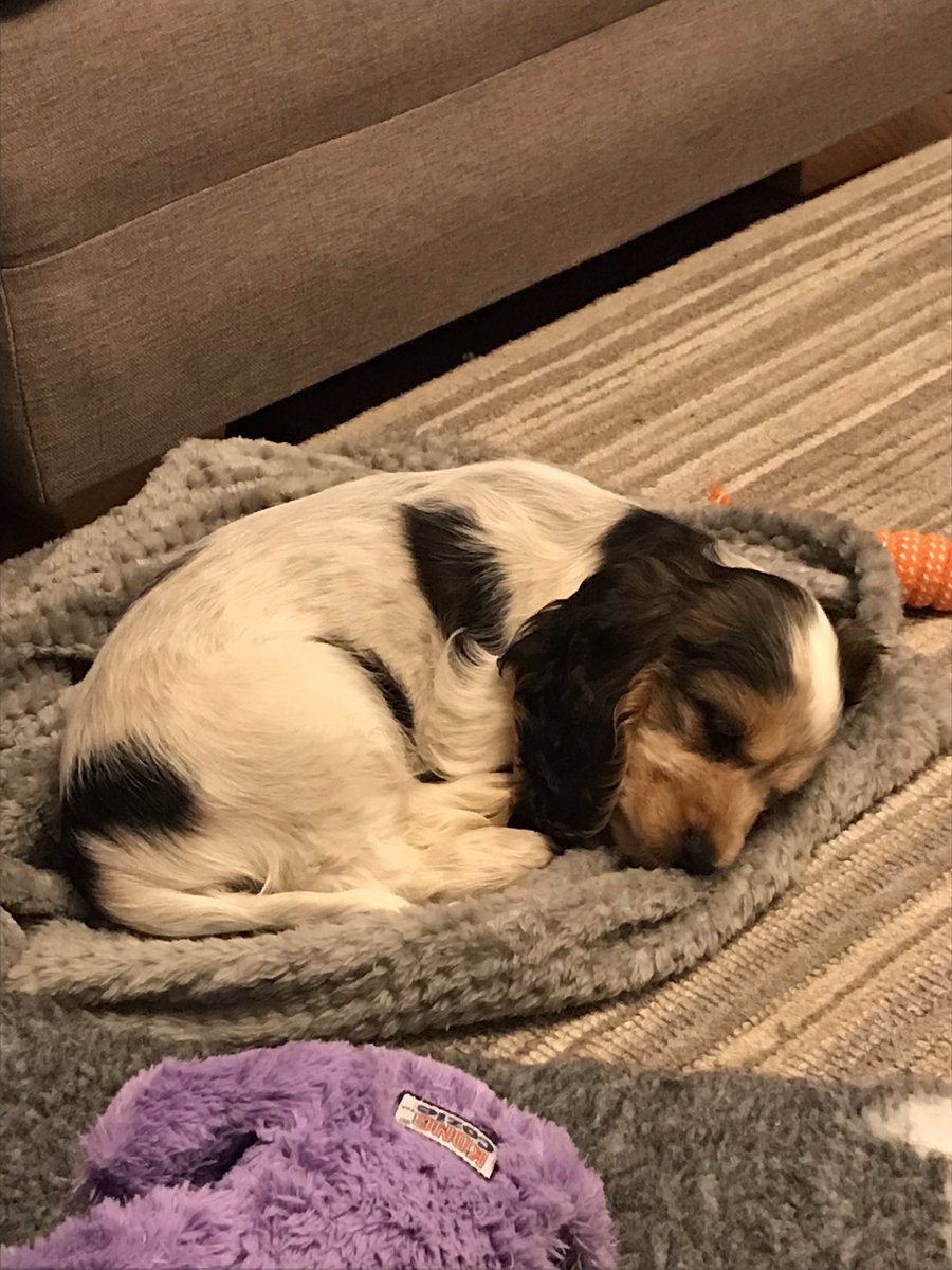 matthewcloseSHS's tweet photo. @Andy__Buck @Andy__Buck the Close household did the same a few weeks ago and look what happened! Back to sleepless nights! #firstfamilydog https://t.co/9l8mGk72cM