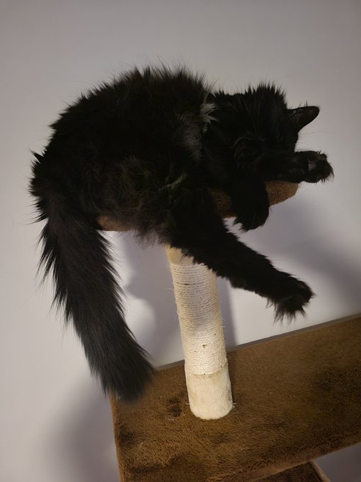 @monomaniacism This is Vadar, and his floofy britches ;) #Getwellsoon https://t.co/Cuo8pS9Ygh<a class="tags" target="_blank" title="On Twitter" href="/?out=eyJ0eXAiOiJKV1QiLCJhbGciOiJIUzUxMiJ9.eyJpYXQiOjE3MjU2MTUwNDMsImlzcyI6InR3cG9ybnN0YXJzLmNvbSIsIm5iZiI6MTcyNTYxNTA0MywiZXhwIjoxNzU3MTUxMDQzLCJyZWRpcmVjdF91cmwiOiJodHRwczovL3R3aXR0ZXIuY29tL21vbm9tYW5pYWNpc20ifQ.9TUYc6ENelcVlEL2W_zVqPhBSQyLMozbHQCbxOTvLCHmDt7GVDHQdR8PMhmNz2c6mfezHbA0t14Sw_-1oL1KJQ">@monomaniacism</a><a href="/tag/getwellsoon"class="tags"><span>#getwellsoon</span></a>