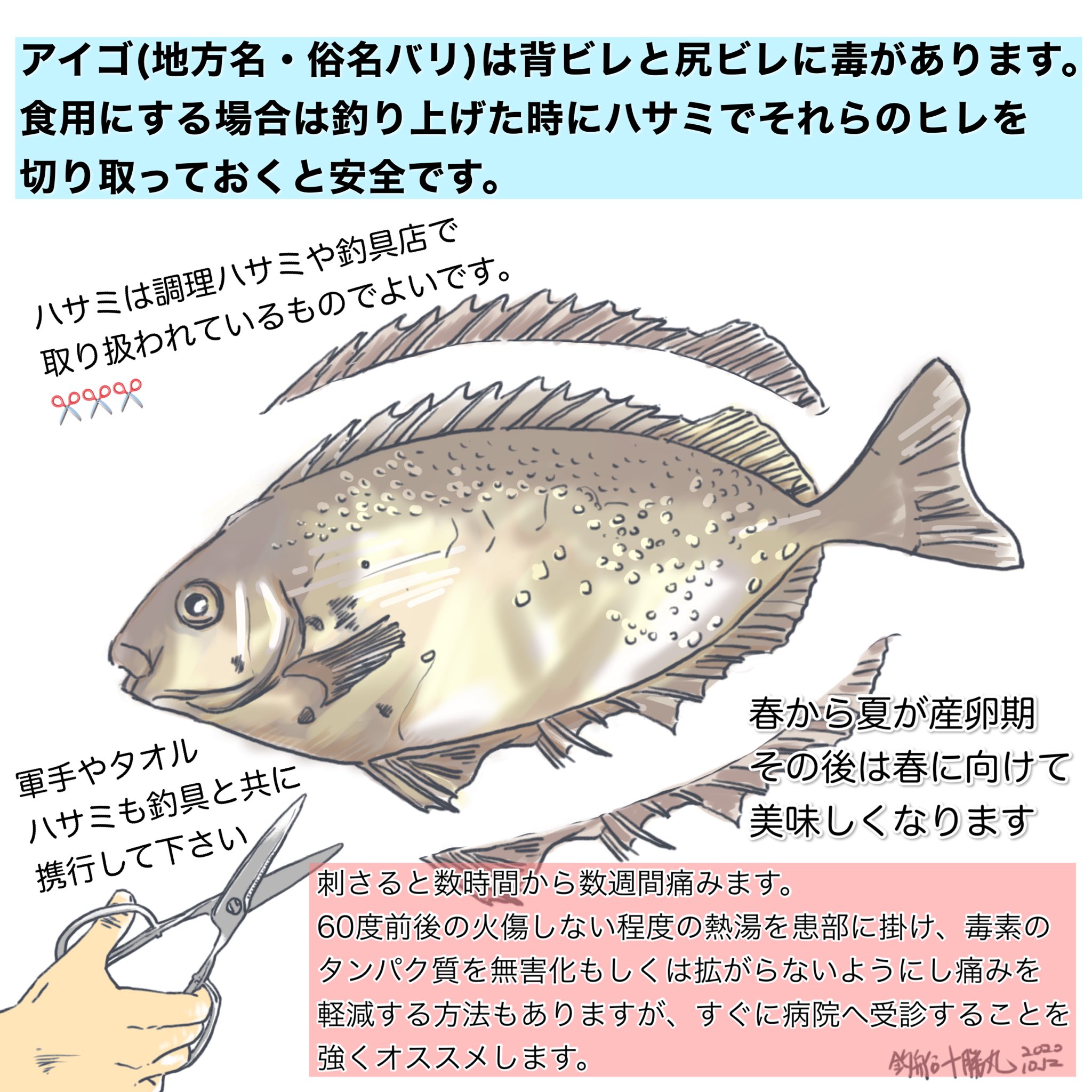 釣船十勝丸 燦々 以前は筏釣りで釣れる魚ではなかったのですが 最近よく見かけるアイゴ 俗称バリ 腹ビレ 背ビレで手や指を刺さないようご注意を アジ 筏釣り マダイ 蒲江 佐伯市 大分県 宿泊 T Co 7761ewmbln Twitter