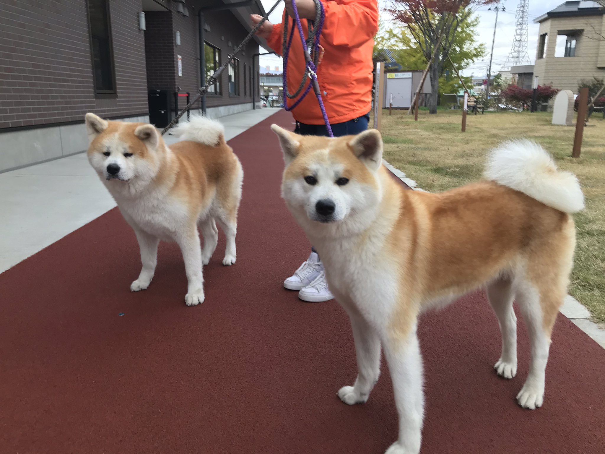 秋田犬の里 公式 本日10月24日 土 午後の部 13 15 16 45 は 赤毛の女の子 夢羅 ゆら ちゃん 6歳 と 寿々 すず ちゃん 2歳 が親子でお出迎え中 秋田犬の里 きょうの秋田犬 T Co Vdkaiieygs Twitter