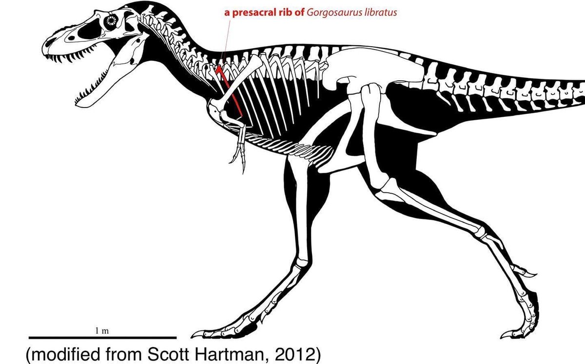 Philip J. Currie Dinosaur Museum tweet media