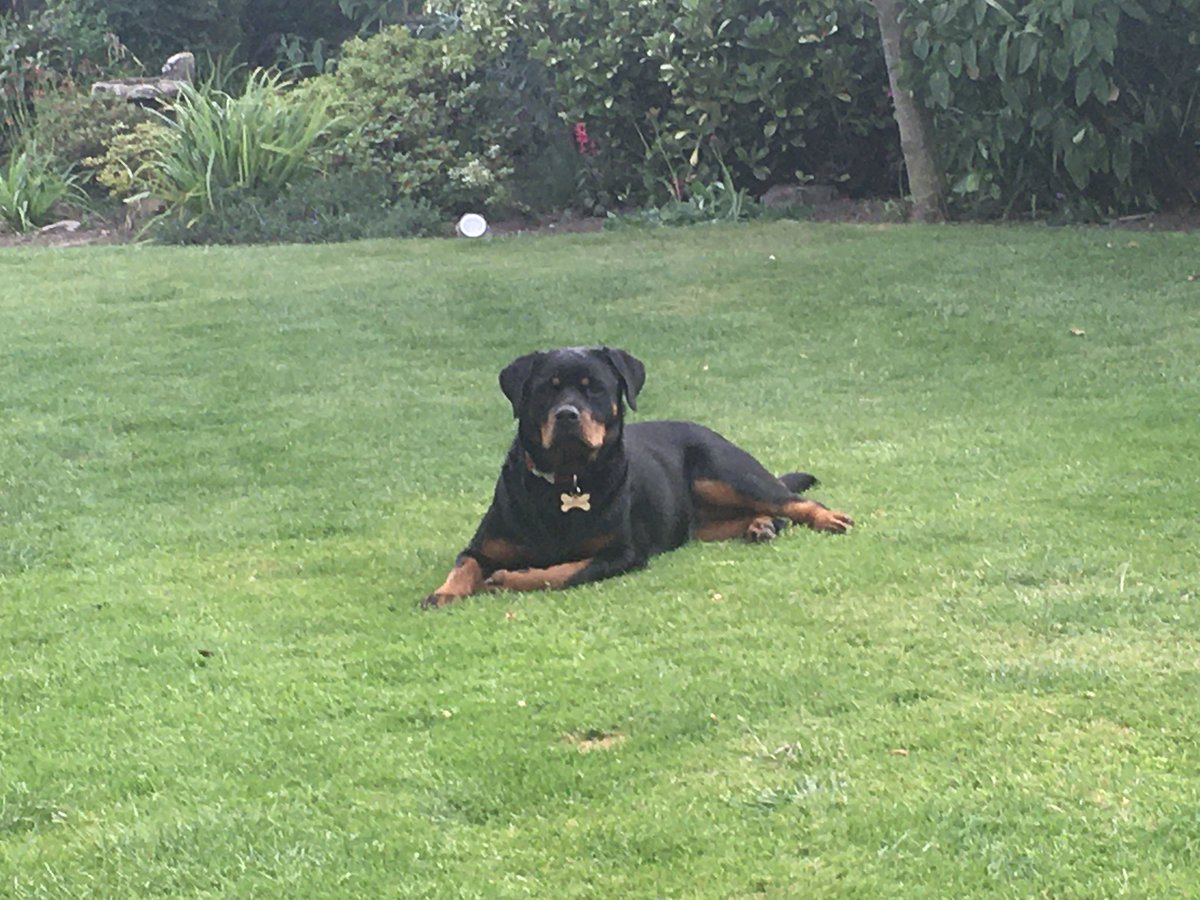RCW1968's tweet photo. @PepperellEddie @HuxleyGolf Eddie I guess Gus and Pip don’t get to run all over your green. Bella and Brandy are getting pretty handy on the six footers. https://t.co/Gpeq6k9QBC