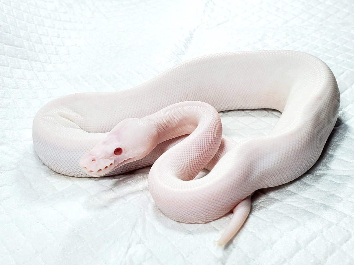 ElEtnLcUwAEMlQs.jpg?format=jpg