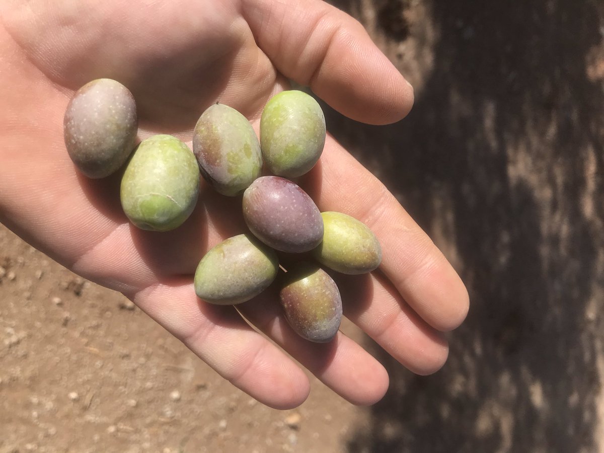 NOLITOgranada's tweet photo. Buenos días @agropopular desde Granada 9°C, os muestro aceituna Picual en fase de envero y unas buenas bellotas #AgropopularBellota Extremadura Región con Mas superficie de dehesa.... https://t.co/asWvQaTCFB