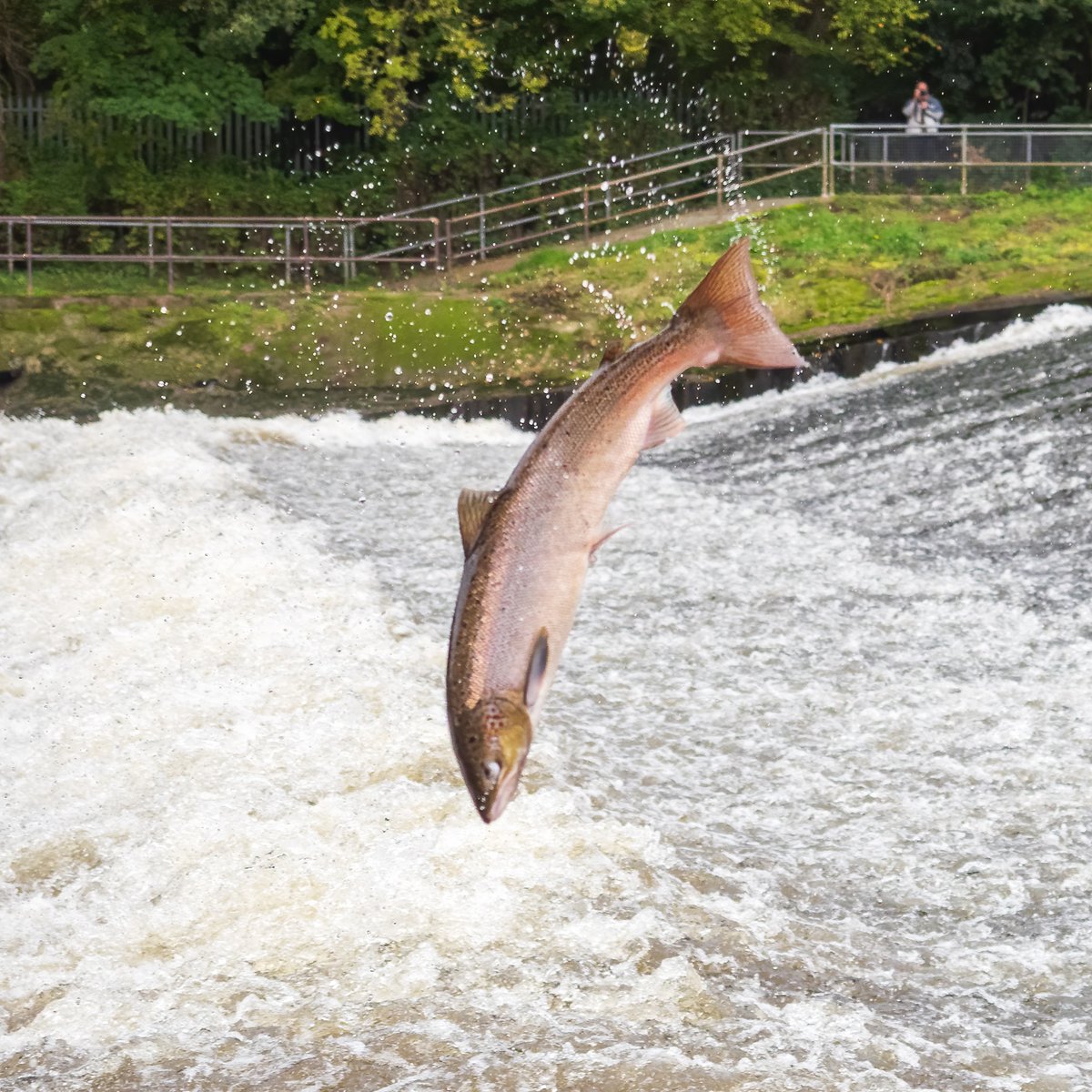Shropshire Wildlife Trust tweet media