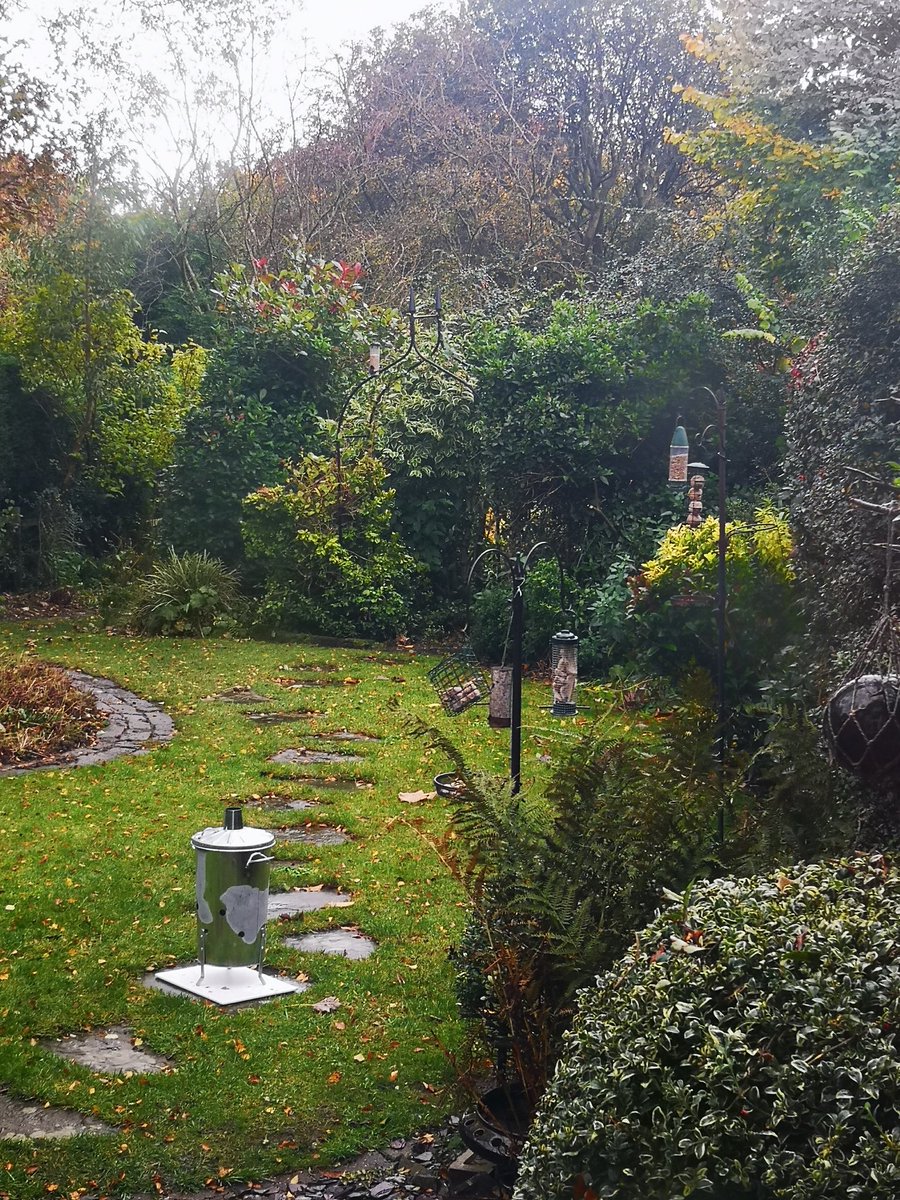 T555_JJL's tweet image. I sit down for a coffee break, then end up watching birds in the garden for 45mins! #help #BirdWatching #DIYproblems #anyexcuse