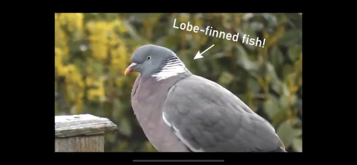 GilesPalaeoLab's tweet photo. So proud of @Jake_Atterby and @struhenderson for making this video for the virtual @Fossil_Festival #FossilFestival #LRFF! They talk about how they use CT scanning to uncover hidden anatomy and figure out how half of vertebrate life evolved! Go watch 👉 https://t.co/ZUls5dDtuD https://t.co/oXfNZFqdXB