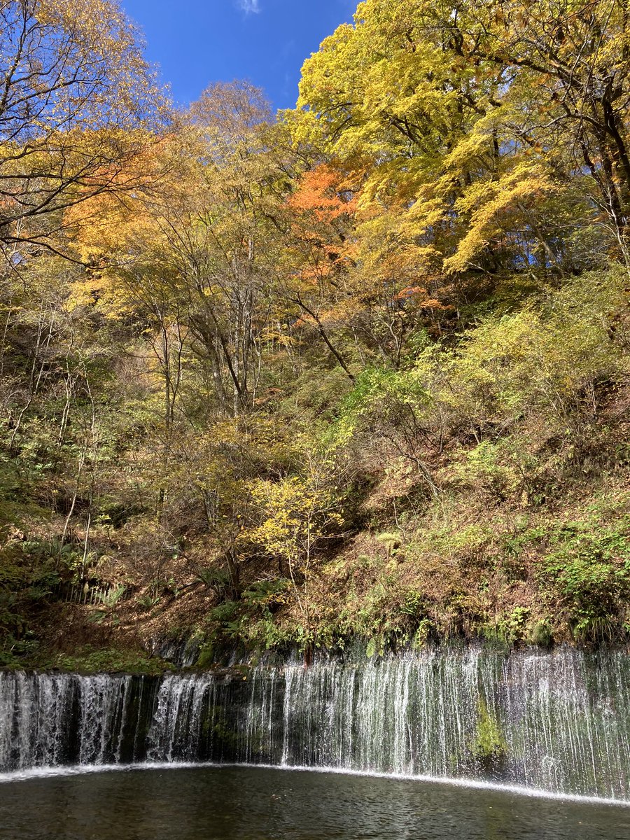Abejiro 軽井沢は紅葉見頃ですね 白糸の滝 キレイでした 峠の茶屋側から白糸ハイランドウェイで行ったのですが 旧軽井沢 側へ抜ける道すがら 木々が黄色く紅葉しててキレイでした