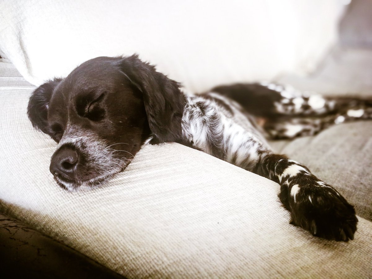 Mayda_Villar's tweet photo. @tildelanguage She sleeps by my side while I attended the conferences ❤️😴 #ATA61 #atanet #ATApets #atapets #xl8 #1nt https://t.co/ydiDxtEGpv