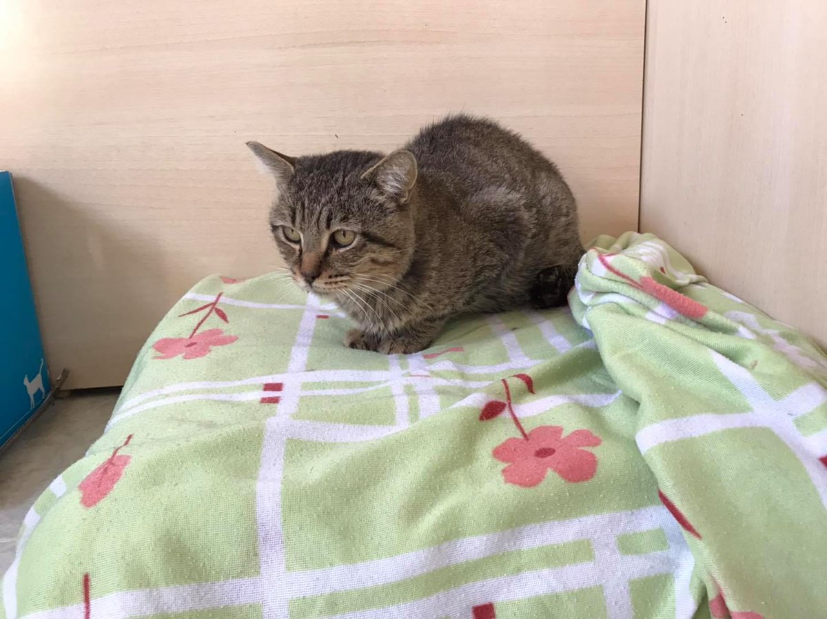 IRON es + inmuno y calcivirus, pero es un gato normal. Necesita un espacio donde poder estar, aunque sea separado de otros gatos. Si tienes ese espacio, acuérdate de él. <a href="/juaningea/">Juan Gea</a> <a href="/carmenporter_/">Carmen Porter</a> <a href="/melisatuya/">melisatuya</a> <a href="/LeticiaDolera/">LeticiaDolera</a> @Antoniasanjua <a href="/AlexODogherty/">Alex O'Dogherty</a> <a href="/EmmaOzores/">Emma Ozores</a> <a href="/Diana_Navarro/">Diana Navarro</a>