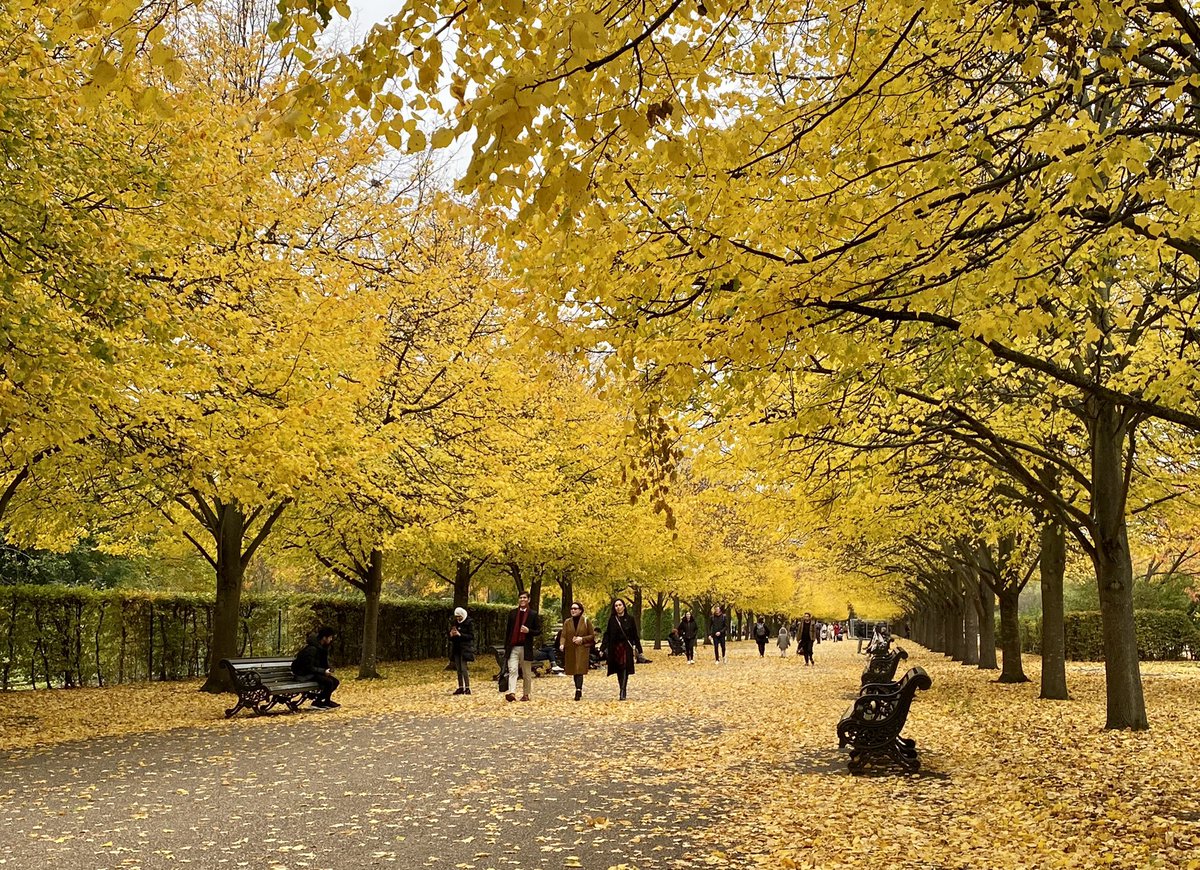 A real dose of #Autumn today @ #regentspark #fallingleaves #leavesofinstagram #AutumnLeafWatch #autumnleaves @theroyalparks #thebroadwalk