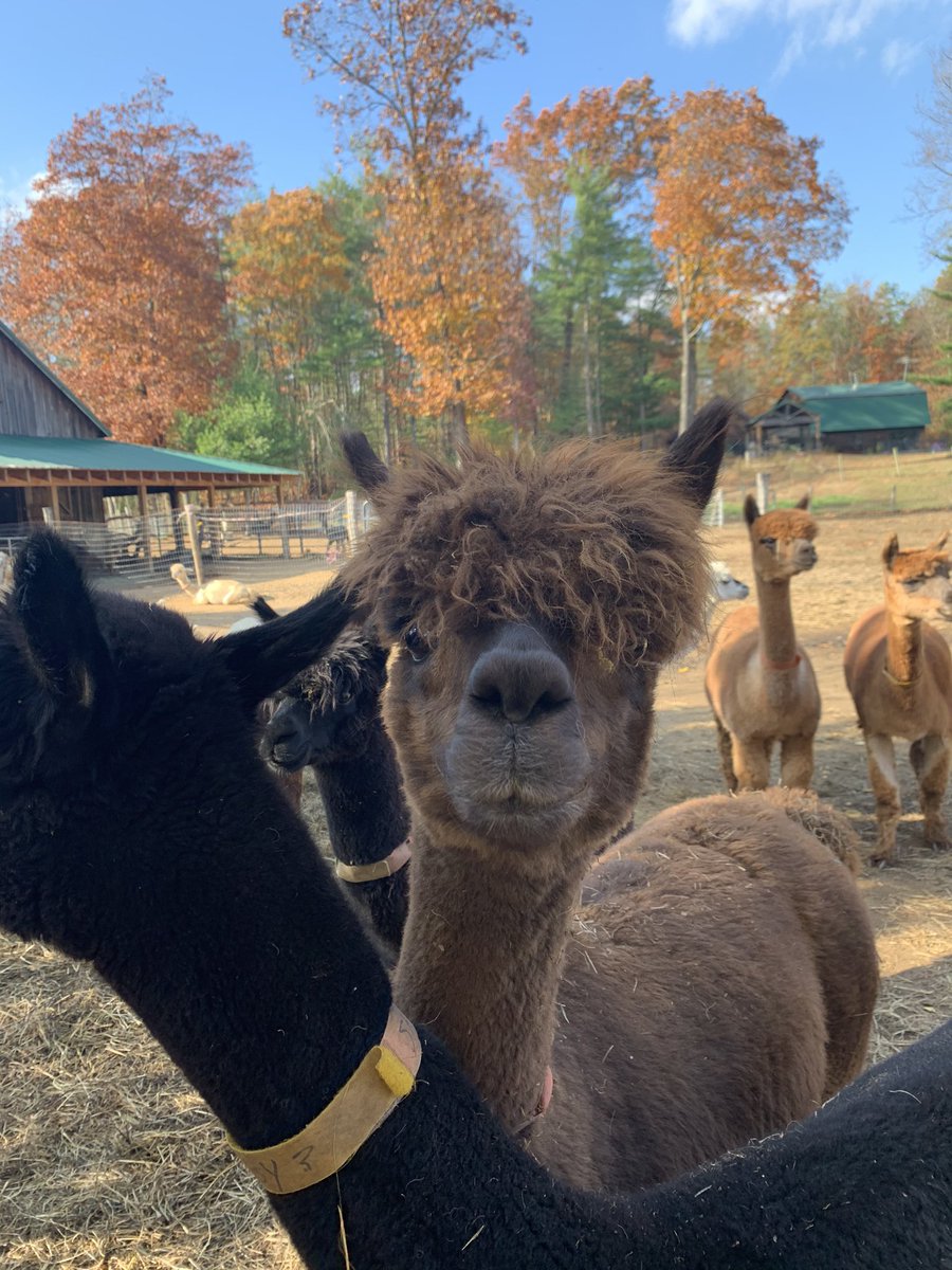 feguerl's tweet photo. This week’s PHENOMenal Friday! Alpacas... with Elaine Gerber from Woodland Meadow Farms was wonderful enough to introduce our students to these unique animals. She will be seen speaking on other videos, but we all learned so much! https://t.co/nuotTF1lPA