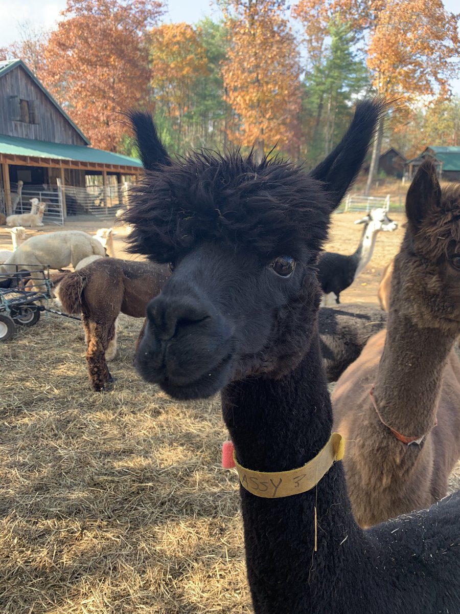 feguerl's tweet photo. This week’s PHENOMenal Friday! Alpacas... with Elaine Gerber from Woodland Meadow Farms was wonderful enough to introduce our students to these unique animals. She will be seen speaking on other videos, but we all learned so much! https://t.co/nuotTF1lPA