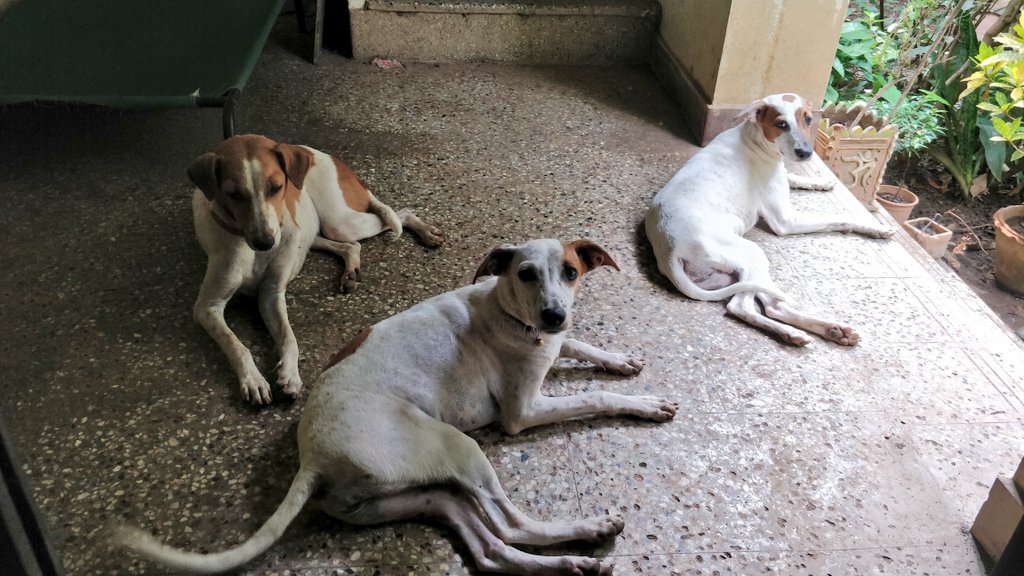 lav_narayanan's tweet photo. Meher with her daughters Olive and Maggie. They've become comfortable community dogs in a sense but depend on us for food..we will be moving from this place in under a year and have not found takers or carers for them. Please come forward if you can help with either.🙏 RT https://t.co/zWtjkHQABT