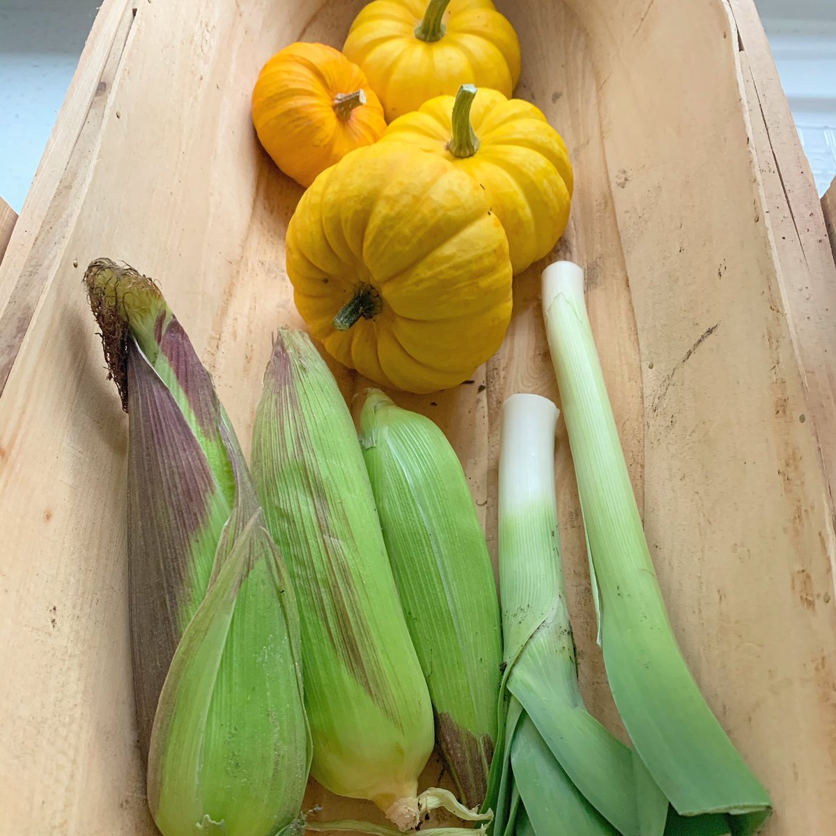 Kim_C_Power's tweet photo. The garden is still producing vege. Harvested some Little Jack Pumpkins, rather small leeks and some corn before the rain started. Vege Chowder for lunch I think๐ฝ #Homegrown #gardenallotment #potager #gardening #vegetables #autumn #pumpkins #vegepatch #vegan #plannerswithplants https://t.co/Nq1LqTykBW