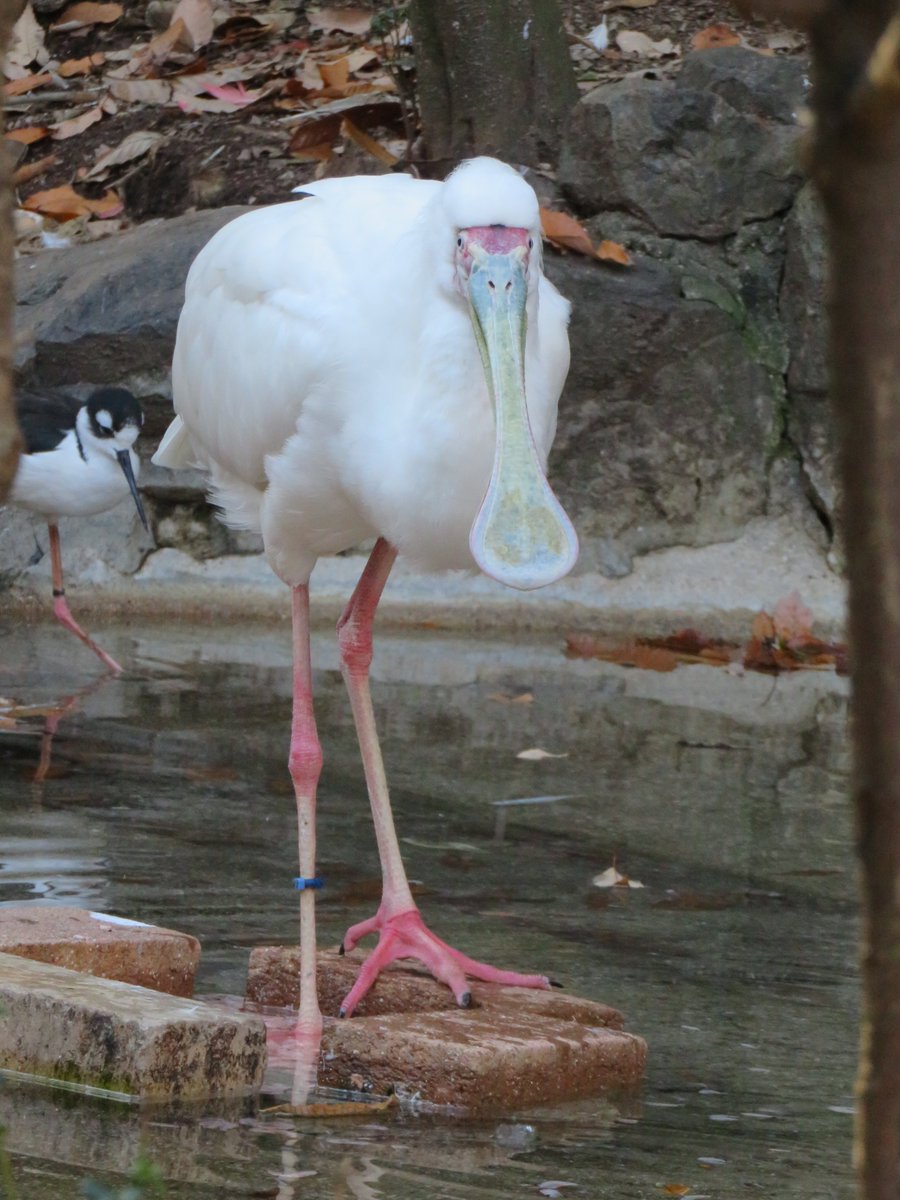 シンゲツ獣 ビースト ブルームーン 因みに 勘違いされやすいけど ヘラサギはサギ科ではなくトキ科に属している まあ どちらもペリカン目である事には変わりはないけど とにかく ヘラサギは良いぞ ベニヘラサギ 神戸どうぶつ王国 アフリカ