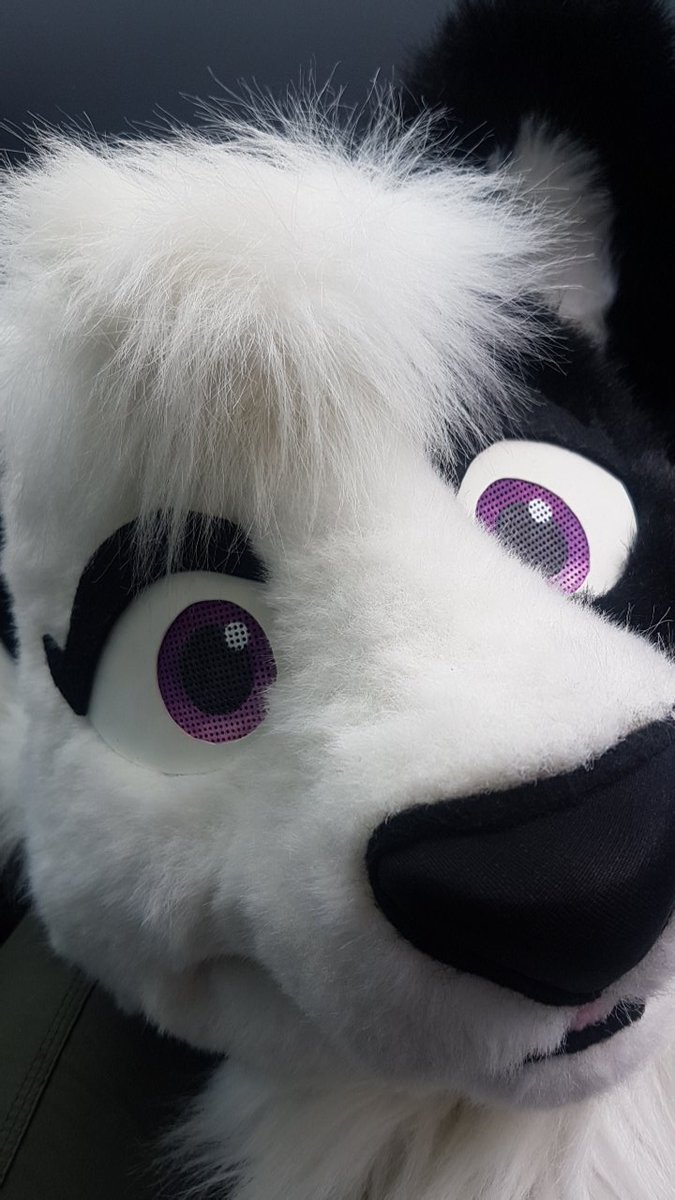 Dog on the way to vacation