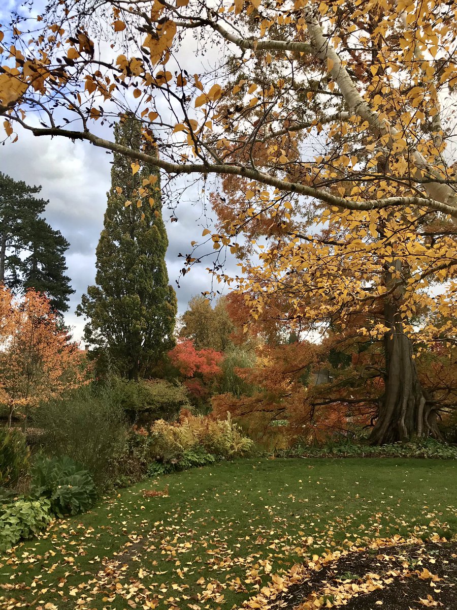 Hope you can enjoy some autumn colour this weekend, it’s good for the soul. This was <a href="/RHSWisley/">RHS Garden Wisley</a> yesterday.
