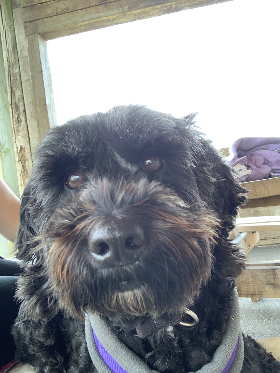 love_sarahjane_'s tweet photo. Start of A/L and Iโve never needed it so much. Screen free week for me and the teens (๐ณ) but lots of activities planned and #familytime #cockapoo #remotecottage #stepaway https://t.co/xBZGrO9P8b