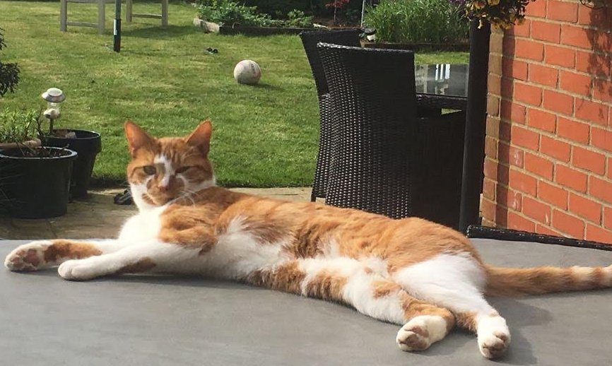 jeff_spot's tweet photo. Happy #Caturday Jeff has set you a challenge based on modern American literature. Which 4 books/plays is he suggesting? Clues #Salinger #Williams #Benchley #Lee (viewer discretion advised) #CatsOfTwitter #spotthejeff https://t.co/1cFuUHlwvT