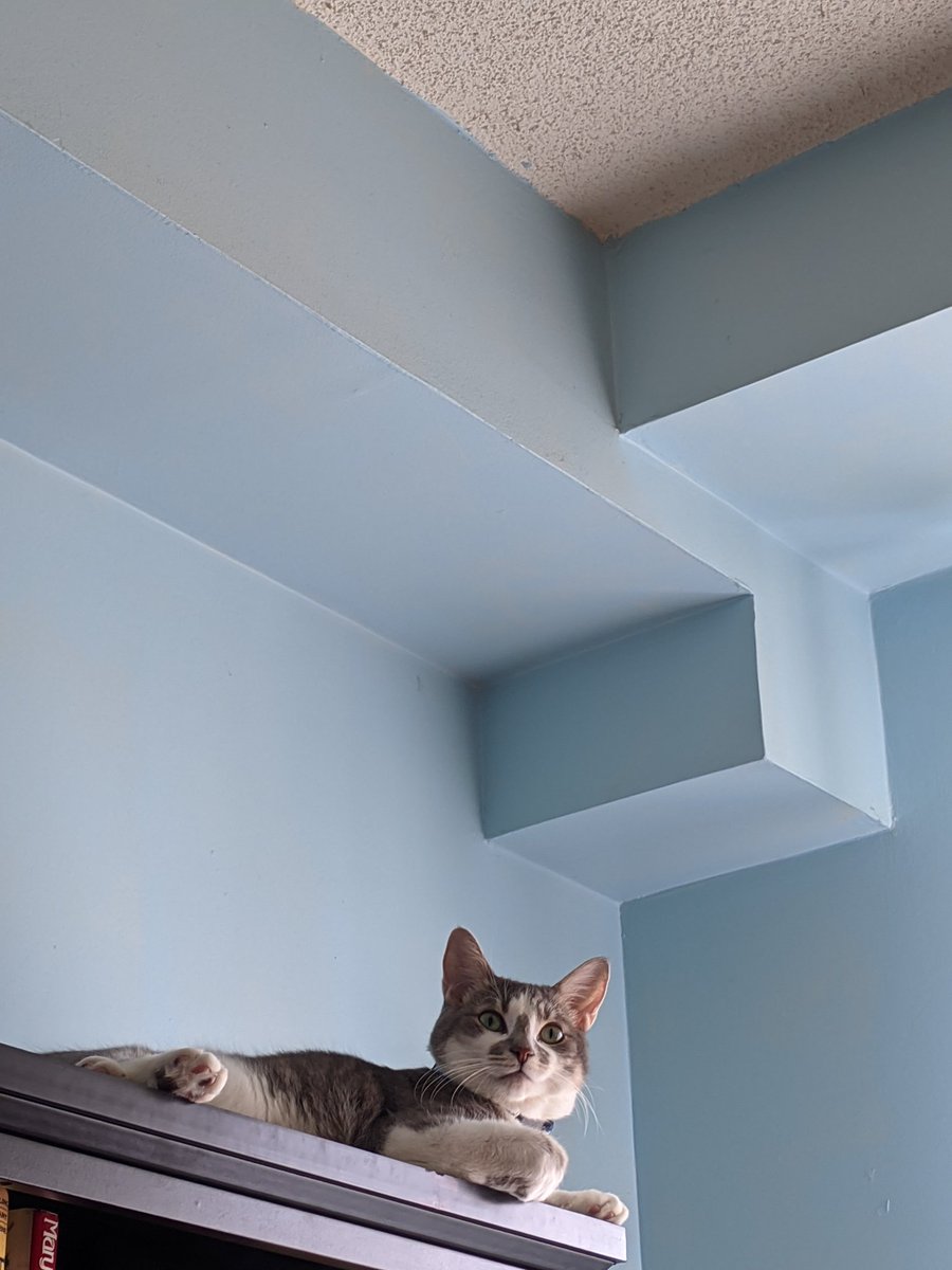 Thanks for 800 followers Copy

#cats #catsofinstagram #cat #of #catstagram #instagram #catlovers #catlover #catlife #instacat #meow #kittens #pets #kitten #kitty #catoftheday #cute #love #pet #animals #dogs #world #gatos #gato #petsofinstagram  #kittensofinstagram #canada