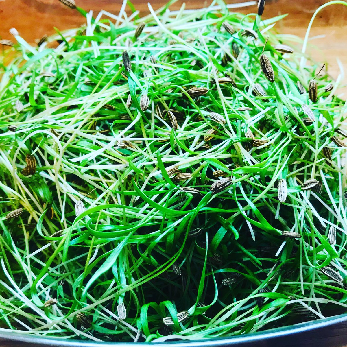 Microgreen Fennel.  A new Microgreen for us. Delivered Microgreens to The Larder Cafe Buckingham’s Pop up Dinner Event.  
#microgreens #Popupdinners #Supperclubs #microgreenfennel #microgreensfarm #vegan #biodegradablepackaging #vegetarian #nutrientdense #nutrientdensefood