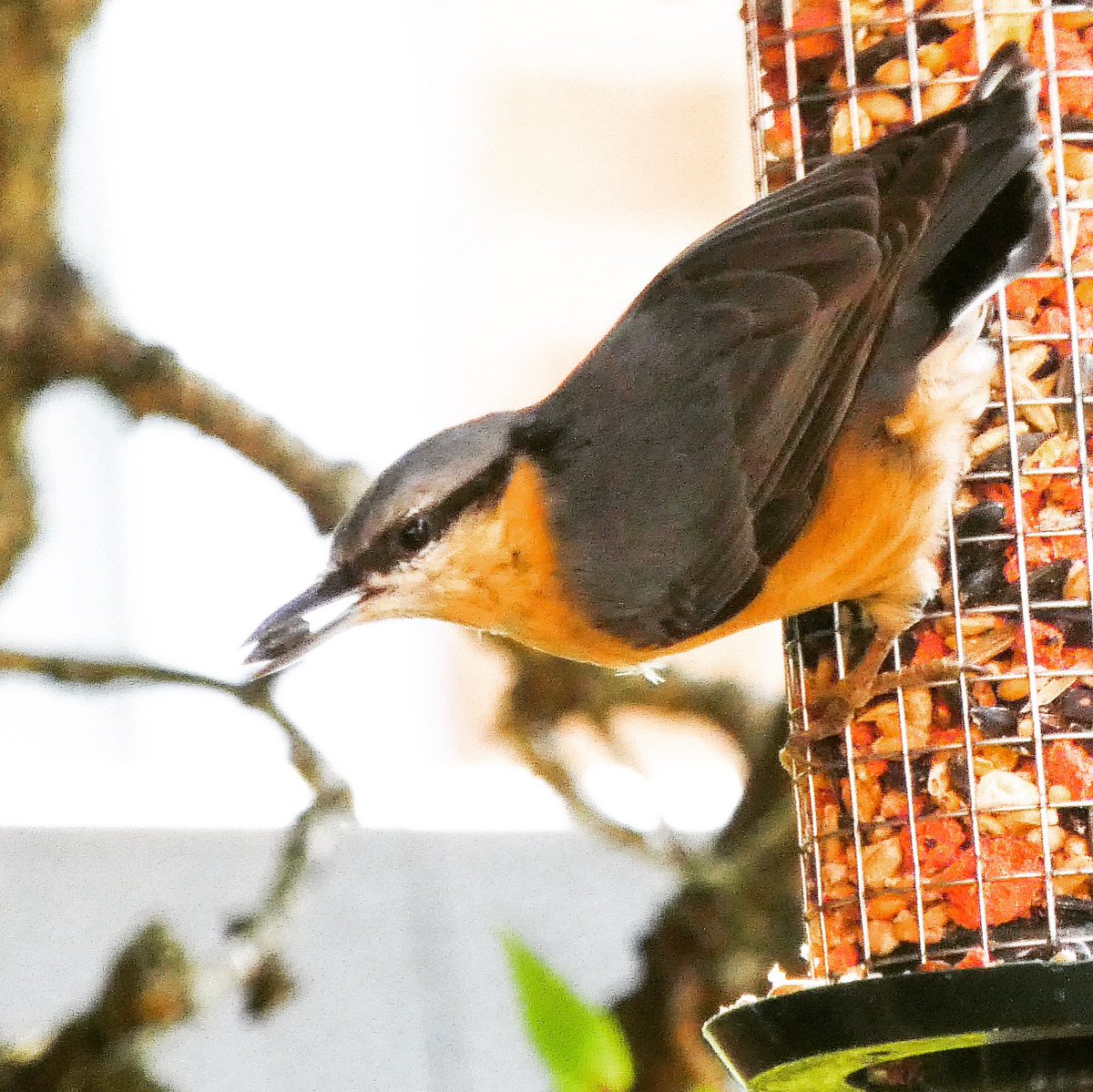 oxonbirdies's tweet photo. (Nobby) Nuthatch in my garden ... Iโm pleased to say heโs doing ok when lots of others arenโt. Stunning bird #savethecountryside #birdsaregreat #gardenfeeder #gardenbird #birdfeeder #thamesside #henleyonthames #chilternsaonb #birdfood @OxTweets https://t.co/VKoXjYvQGh