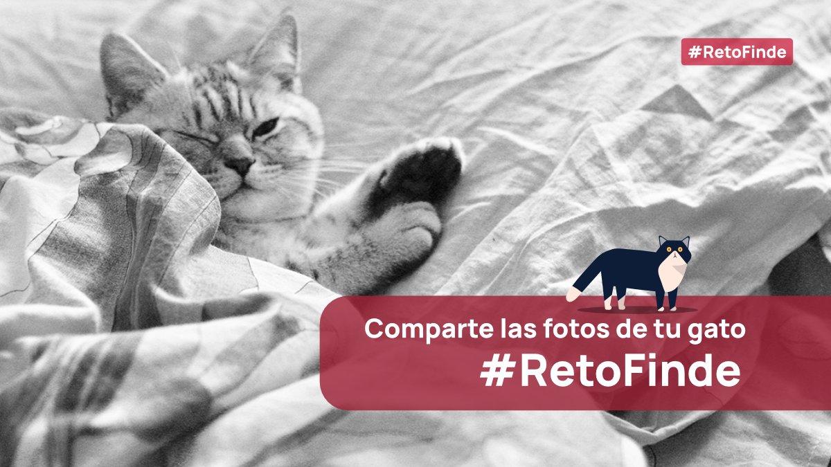 HUALifes's tweet photo. #RetoFinde | Comparte con la comunidad las fotografías de tu miaoooognífico gato https://t.co/Bq0mGJQcnJ 🐱🐈 https://t.co/f0A0gdwzAY