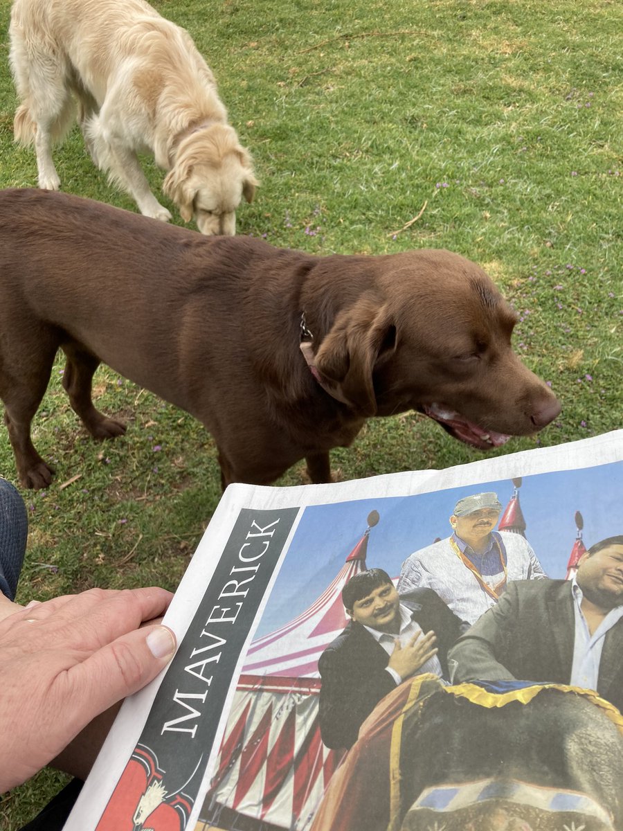 Saturday morning ritual. Read the @dailymaverick168 in the dog park on a Saturday morning #reasonstobecheerful