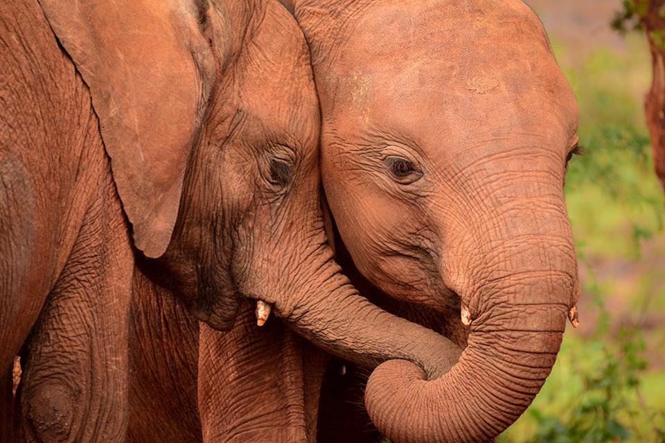'Love between orphan elephants', Kenya: "I want a world where our society acknowledges the feelings of all living beings because we share the same home: planet Earth."
SANTI NIETO, SPAIN (4/4) https://t.co/zT333mYiWg