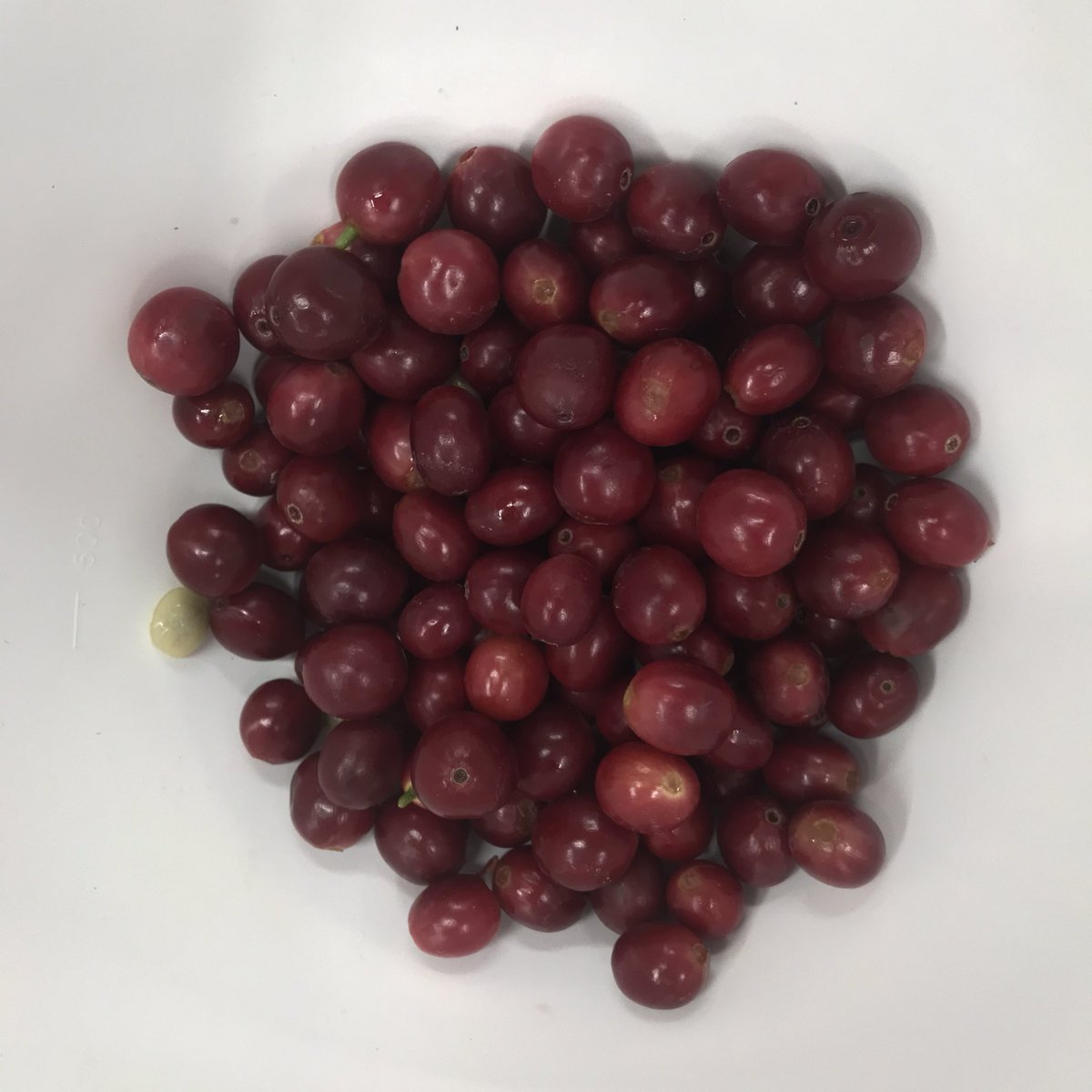 coffeenexus's tweet photo. @Normanito1 @jimseven @TheBotanics https://t.co/4asZnAvmIg